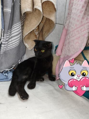 Мышык бекер берем: Мышык бекер берилет: Скотиш Фолд (Шотландиялык шалпаң кулак), 1 жаш, Ургаачы, Бычылган, Лотокко барууга үйрөтүлгөн — 2