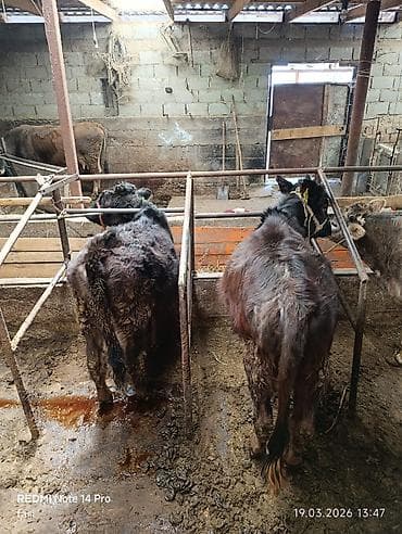 живой корм: Продаю | Тёлка | Полукровка | На откорм | Привязанные — 1