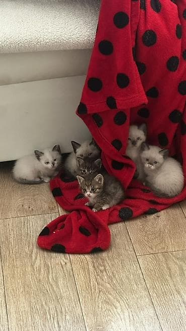 кошки милые: ОТДАДИМ БЕСПЛАТНО Котята домашние, ручные, от ласковой кошки. Разные — 1