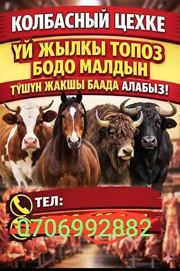 Аквариумдар: Колбаса цехи : Башка а/ч жаныбарлары, | Союуга, этке — 1