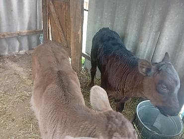 брама белый: Продаю | Музоо, торпок | Ангус, Швицкая | На откорм | Искусственник — 3