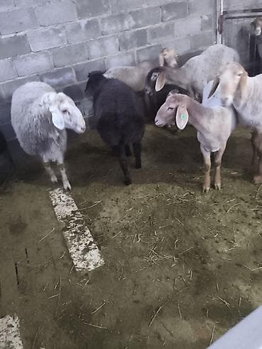 инкубатор мини: Продаю | Овца (самка) | Для разведения | Матка — 1