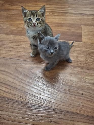 Котята домашние, примерно 4–6 недель. - Окрас: один дымчато‑серый — 2