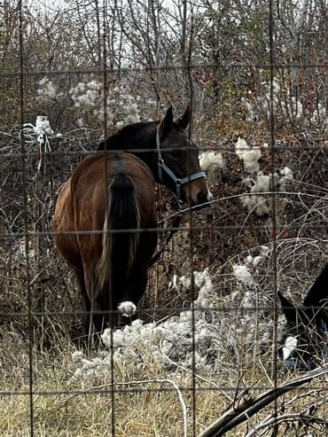 племенные коровы молочные купить: Продаю | Жеребенок — 6