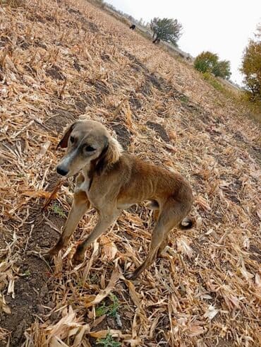 сколько стоит собака овчарка: Тайган сатылат баасы 5000 бир жарым жаш эркек — 7
