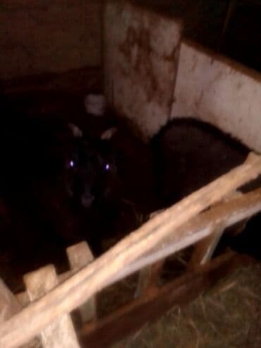 Продаю | Козлёнок | Для разведения