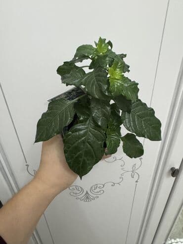 цветы гвоздика: Пальмы(Хомедория),замиокулькасы(доллар) Зензи,черный доллар,зеленый — 5