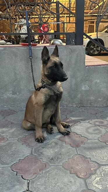 электро ошейник для собак: Бельгийская овчарка, 4 месяца, Самец, С прививкой — 3