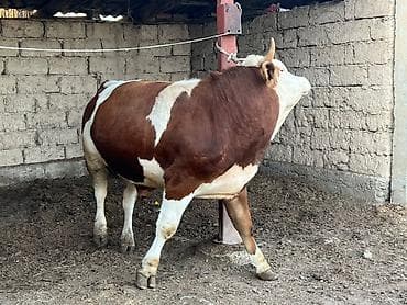 ангуз бука: Продаю | Бык (самец) | Монбельярд | На откорм | Племенные — 2