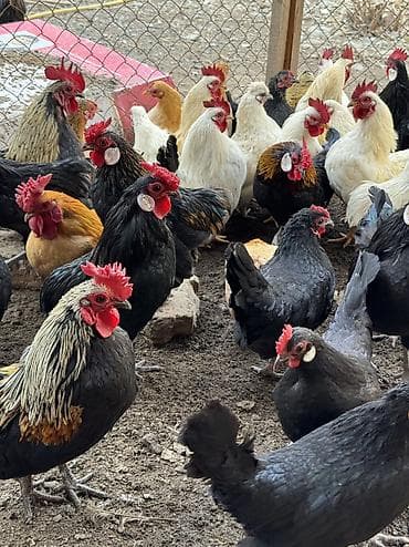 Иттер: На продажу декоративные куры петухи карлики — 2