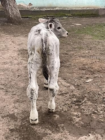 породистые куры: Продаю | Музоо, торпок | Швицкая | Для разведения | Племенные — 10