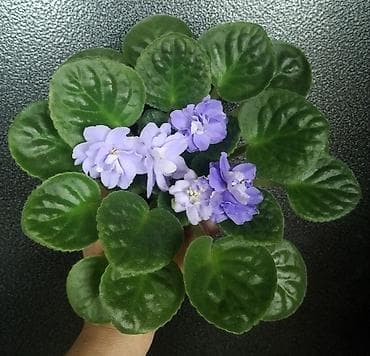 комнатный гранат: Продаю взрослые фиалки 🌺🌺🌺.Цена 300-350-400.Нахожусь в районе Тоголок — 2