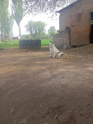 ит питбуль: Щенок сибирско-европейского типа (похож на лайку/северную пастушью — 4