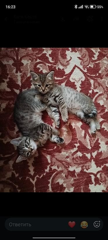 кошки манчкины: Котята-полосатики, домашние. Два милых малыша с классическим тигровым — 1