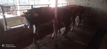 Продаю | Бык (самец) | Полукровка | На откорм | Привязанные