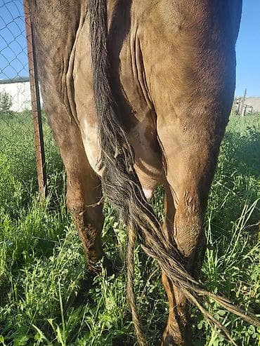 меняю на дом: Продаю | Корова (самка) | Полукровка | Для молока | Стельные — 4