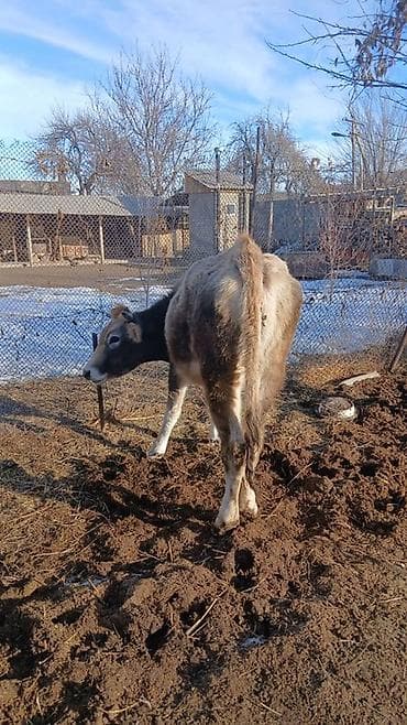 сена пресс: Продаю | Тёлка | На откорм | Привязанные — 2