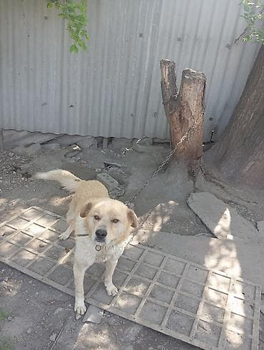 Собака крупного размера, бесплатно забирайте светло‑рыжего (песочного)