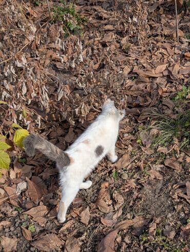 Собаки: Всем здравствуйте. Отдаем кошечку по имени Кнопа в добрые руки по — 3