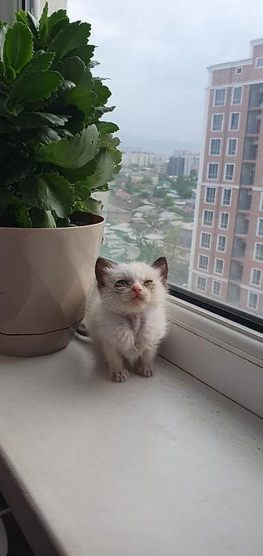 котята сиамские купить: Кошка даром: Сиамская, Мальчик — 4