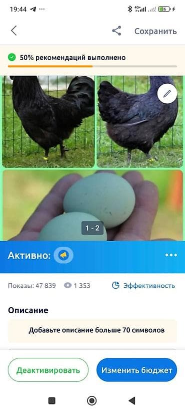 продам цыплят несушек: Продаю | Цыплята, Инкубационные яйца | Для разведения — 10