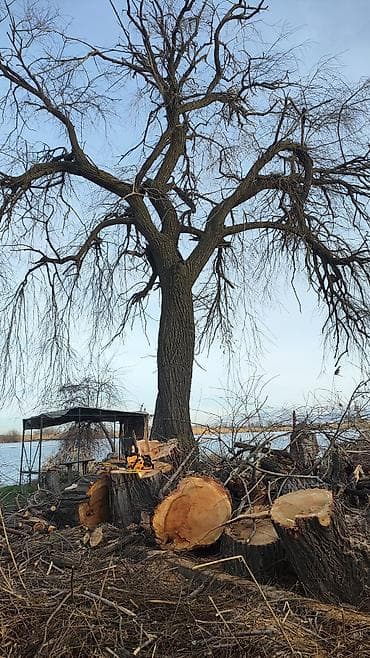 продаю виш: СПИЛ ДЕРЕВА — 2