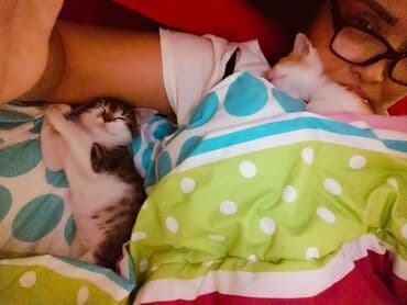 новорожденные котята: Два маленьких котенка с мягкой шерстью. Один котенок имеет окрас табби — 6