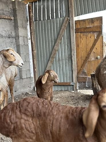 бакал жугору: Сатам | Козу | Гиссар | Союуга — 6