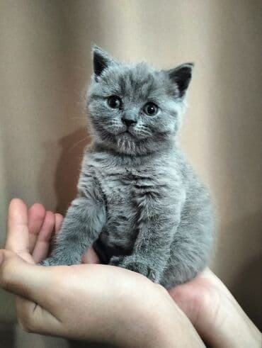 шотландская вислоухая кошка цена бишкек: Британская короткошёрстная, 1 месяц, Девочка, Голубой — 4