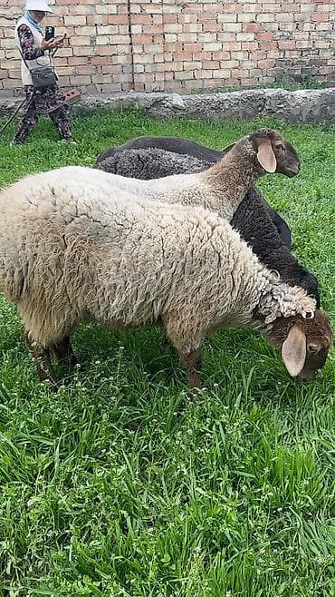 продам голубей: Продаю | Ягненок | Для разведения — 5