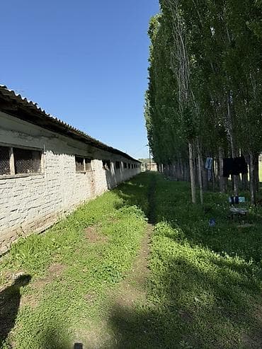 рестораны для свадьбы: 945 соток, Электричество — 2