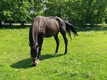 я ищу лошадь: Продаю | Кобыла (самка) | Рабочий — 1