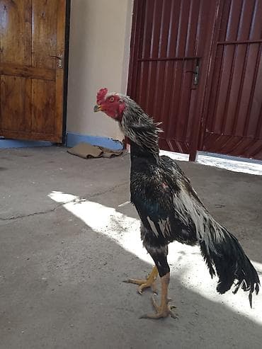адлерские цыплята: Продаю | Петух | Бойцовая | Для разведения — 2