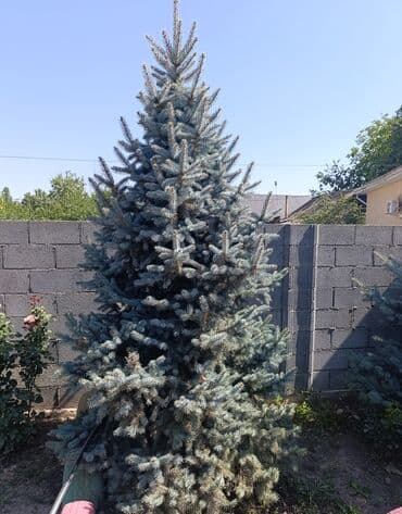 набор инструментов для автомобиля: Голубая ель — 2