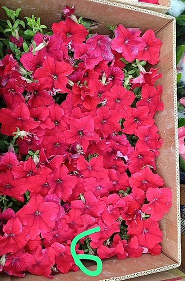 цвет: Рассадa однолетних цветов для клумб, кашпо и балконных ящиков. В — 9