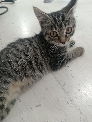 scottish fold: Кошка даром: Беспородная, 2 месяца, Девочка — 2