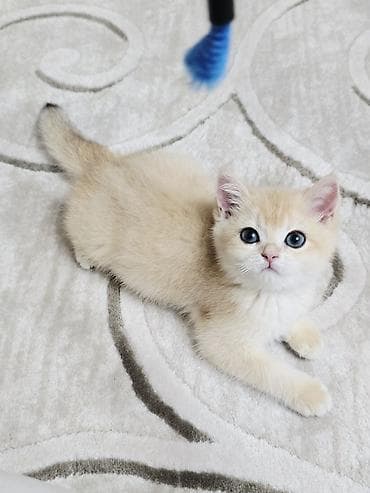 Кошки: Котёнок породы британская короткошёрстная Пол девочка Не — 5