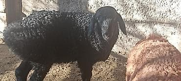 собака такса: Продаю | Ягненок | Для разведения — 4