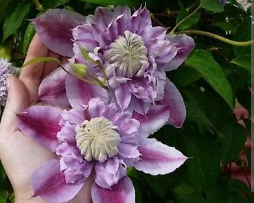 цветы розы саженцы: Климатисы уже в наличии цена вас приятно удивят с кустики очень — 4