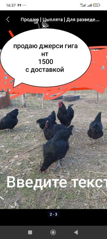 Продаю | Куры, Петух, Цыплята | Домашняя | На забой, Для разведения, Несушки