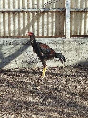 скупка кара балта: Продаю | Куры — 1