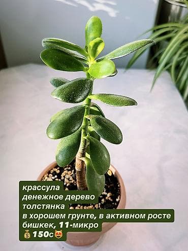 крассула: В продаже комнатные цветы разные см фотки фикусы и тд НАПИШИТЕ — 6