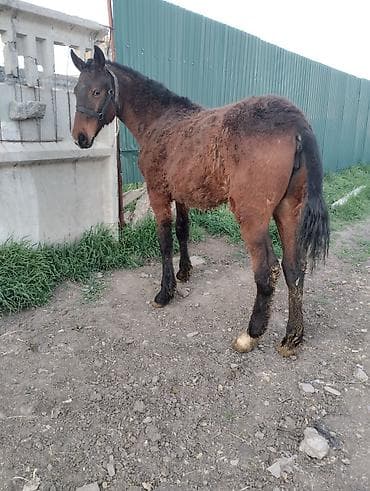 дакен корос: Продаю | Жеребец | Дончак | Для разведения | Племенные — 4