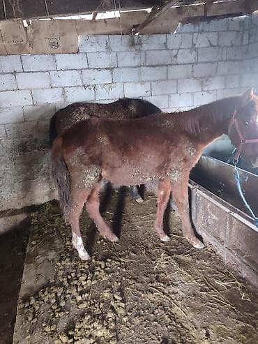 Лошади, кони: Продаю | Жеребенок | Для разведения | Племенные — 2