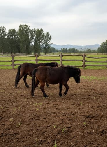 товары для хомяка: Продаю | Кобыла (самка), Жеребец, Жеребенок | Першерон, Английская | Для разведения, Конный спорт | Племенные — 2