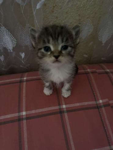 сингапурская кошка: 1 месяц, Мальчик, Приучена к лотку — 2