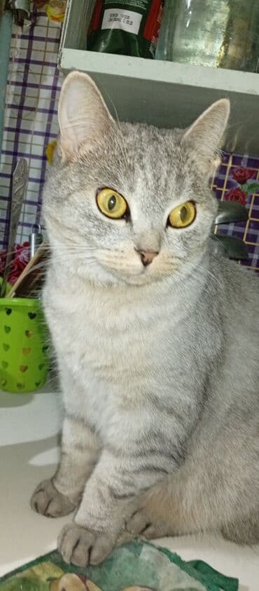котята в добрые руки бесплатно: Американская короткошёрстная, 3 года, Девочка, Серый — 1