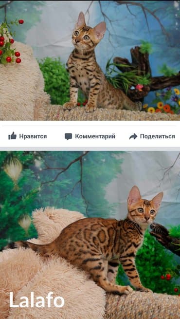 новорожденные котята: Бенгальская, 2 месяца, Девочка, Шоколадный — 5