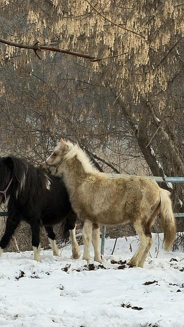 продаю баран буденовка: Продаю | Кобыла (самка) | Для разведения, Рабочий, Конный спорт — 7