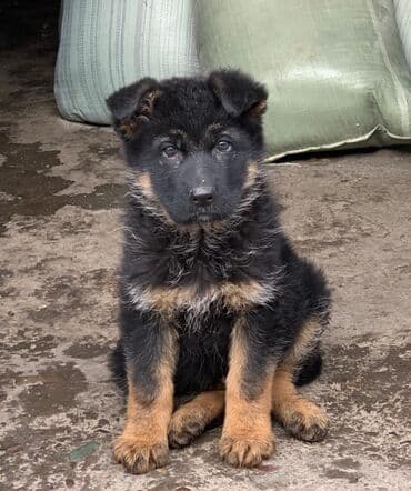 той ырлар 2020 скачать: Продаются щенки немецкой овчарки. Родились в 01.11.25 г. черпачного — 1